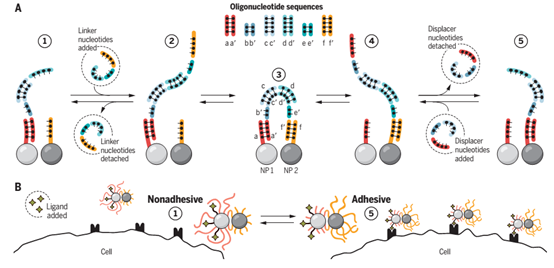 Science：DNA控制纳米颗粒与细胞相互作用！