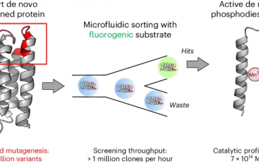Nature Chem：从头设计蛋白质大规模筛选高催化活性酶