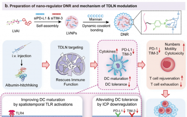 Adv. Mater：时空纳米调节剂可通过克服肿瘤引流淋巴结DC细胞耐受和T细胞耗竭增强抗肿瘤免疫