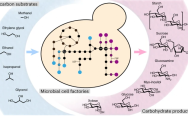 Nature Catalysis：酵母代谢工程从C1-C3原料合成糖类产品