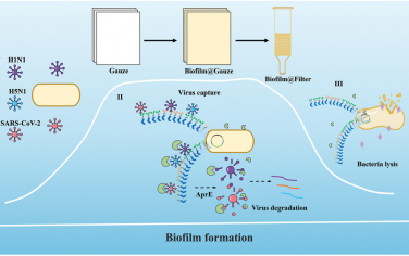 AFM：基于展示病毒亲和肽和表达蛋白酶的工程枯草芽孢杆菌生物膜的病毒消毒功能性活性材料