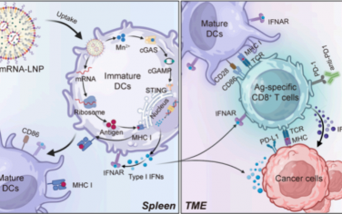 ACS Nano：含锰佐剂的脾脏靶向mRNA疫苗用于实现体内抗肿瘤免疫治疗
