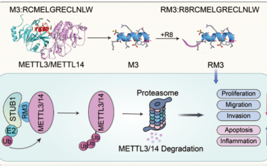 Angew：基于肽降解物的METTL3/14靶向用于改善黑色素瘤的免疫治疗响应