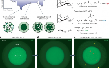 Nature Chemical Engineering：通过受控成核形成具有复杂结构的生物分子凝聚体