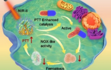 ACS Nano：生物正交调节的代谢平衡用于增强铁死亡和温和光热治疗