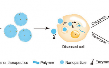Adv. Mater综述：用于疾病诊断和治疗的酶激活聚合物