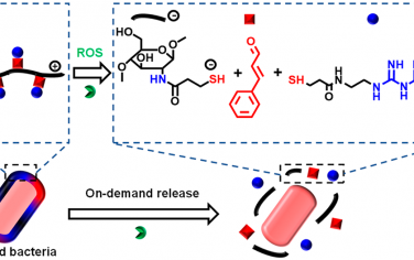 JACS：可触发的前药纳米包覆层可按需激活微生物和小分子疗法以用于联合治疗