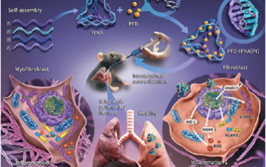 ACS Nano：四面体框架核酸递送吡非尼酮以治疗特发性肺纤维化
