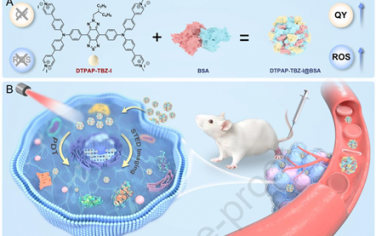 Biomaterials：短波红外区水溶性AIE光敏剂用于白蛋白增强的自报告光学诊疗