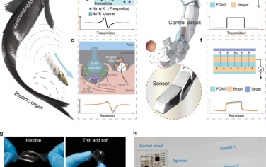 港城大Nature Commun：电鱼启发电子皮肤能够非接触感知空间三维位置