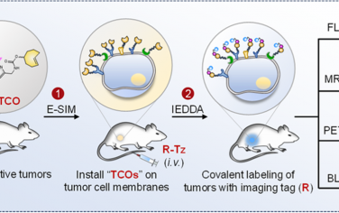 JACS：通过酶自固定标记和生物正交反应实现预靶向多模态肿瘤成像