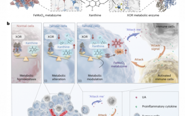 Nature Nanotechnology：一种用于肿瘤细胞特异性代谢治疗的人工代谢酶