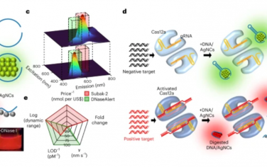 Nature Nanotechnology：一种在核酸酶消化时改变荧光颜色的非FRET DNA报道分子