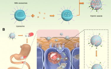 ACS Nano：具有自适应表面特性的乳外泌体-脂质体混合囊克服了口服肽的顺序吸收障碍