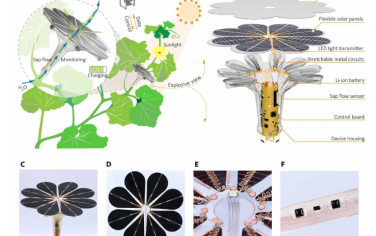 Science Advances：类似向日葵的自持植物可穿戴传感探头