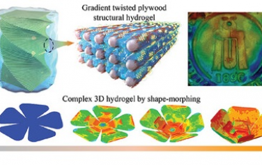 四川大学&中山大学Angew：生物启发设计梯度扭曲胶合板结构水凝胶