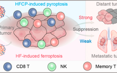 JACS：铁基纳米催化剂可实现铁死亡-焦亡调节以增强肿瘤免疫治疗
