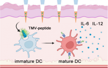 Nano Lett：基于烟草花叶病毒的1D棒状肽疫苗可通过尖端负载溶解微针实现透皮免疫接种