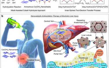 Angew：无定形二维氢氧化钴纳米催化剂用于抗氧化治疗酒精性肝损伤