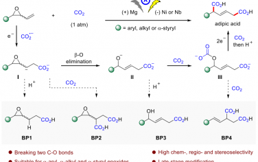 华东师范大学Angew：电催化CO2和乙烯基环氧化物加成合成双羧酸