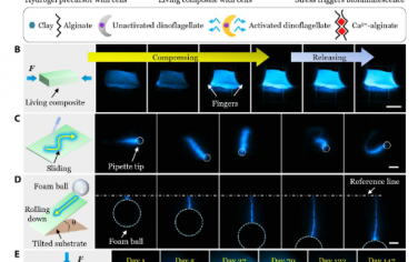 Science Advances：超灵敏且坚固的机械发光活性复合材料