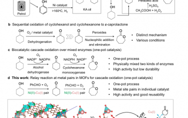 Nat Commun：MOF 中主要-辅助协同金属对使 KA 油级联氧化为 ε-己内酯