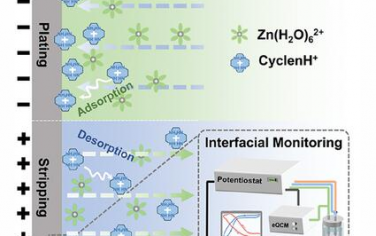 AEM：高稳定性锌金属电池动态吸附诱导界面缓冲的原位监测
