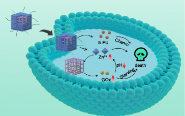 ACS Nano：多级微、中、大孔MOF纳米系统用于局部跨尺度双生物分子负载和客-载体协同抗癌治疗