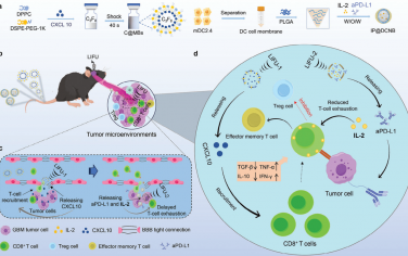 Adv. Mater：超声引导序贯递送CXCL10、IL-2和aPD-L1以开源节流CD8+ T细胞和实现抗肿瘤免疫治疗