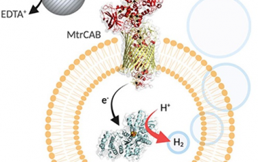 JACS：构筑半人工光合成反应器光催化制氢