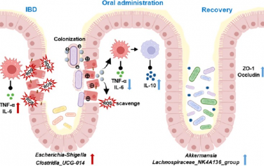 ACS Nano：多酚纳米颗粒修饰的益生菌用于微环境重塑和炎症性肠病的靶向治疗