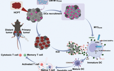 ACS Nano：基于噬菌体的工程化原位疫苗可重塑肿瘤微环境并诱导有效的抗肿瘤免疫