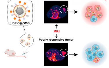 ACS Nano：利用MRI纳米探针定量NO以评估M1/M2巨噬细胞极化和癌症治疗的预后