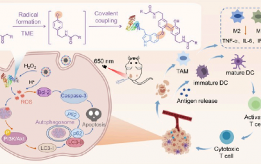 Nano Lett：纳米药物可通过原位产生的自由基钩子实现近端锚定以促进自噬和免疫治疗