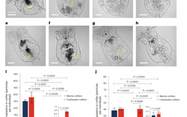 Nature Nanotechnology：水生生态系统中轮虫的微塑料碎片导致全球纳米塑料污染