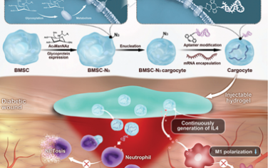 Adv. Mater：工程化去核间充质干细胞用于调节免疫微环境和促进伤口愈合