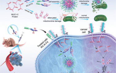 Adv. Mater：肿瘤特异性蛋白诱导的肽药物原位自组装用于实现协同的线粒体破坏