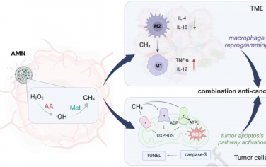 Biomaterials：基于抗坏血酸/蛋氨酸的CH4递送纳米药物用于肿瘤靶向治疗