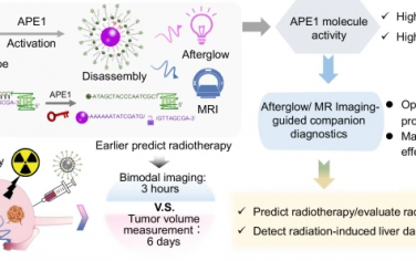 Nature Communications：通过余辉和MRI成像监测APE1活性指导放射治疗中成像引导的伴随诊断