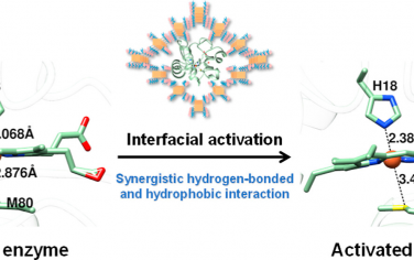 JACS：氢键有机骨架材料限域提高酶的催化活性和稳定性