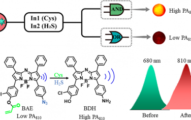Anal. Chem：AND门控的光声探针用于对局部肿瘤中的Cys和H2S进行精准光声传感