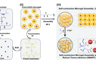 Adv. Mater：原位触发自收缩生物活性微凝胶组装体用于促进糖尿病皮肤伤口愈合