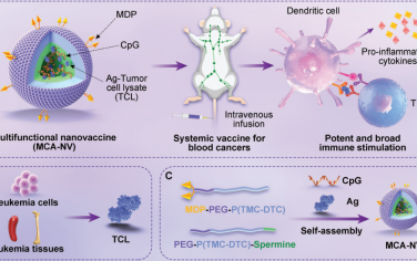 Adv. Mater：系统性多功能纳米疫苗用于对急性髓系白血病进行有效的个性化免疫治疗