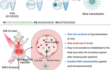 Nano Lett：快速合成超小银纳米簇以用于近红外成像和代谢研究