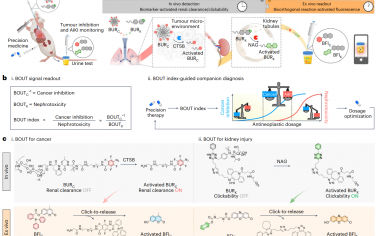 Nat. Biomed. Eng：尿液生物正交报告探针用于监测肺癌化疗疗效及相关肾损伤