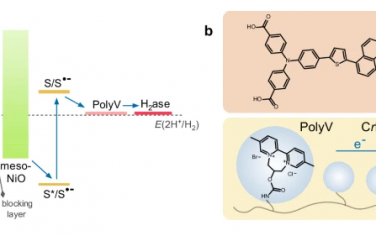 Nature Communications：将生物催化剂嵌入氧化还原聚合物中提高染料敏化光电阴极在无偏压光电化学水分解中的性能