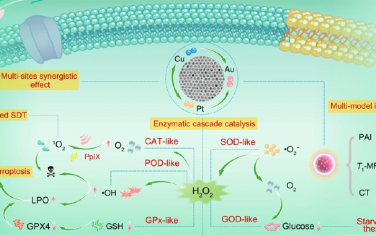 ACS Nano：具有抗肿瘤活性的单分散AuCuPt合金纳米酶的设计和机制研究