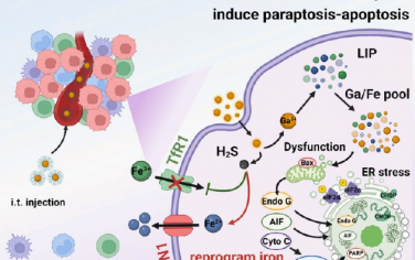 ACS Nano：双管齐下的纳米策略可扰乱铁代谢以通过触发副凋亡-凋亡混合通路协同增强肿瘤治疗