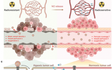 Adv. Mater：自催化释放NO/O2气体的纳米酶可通过血管正常化和乏氧缓解实现放疗增敏