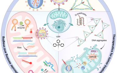 Angew综述：靶向线粒体的DNA纳米技术用于亚细胞分子成像和治疗